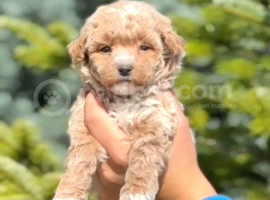 Maltipo Cinsi Yavrular Kahve Tonlu Mini Boy Puppy 