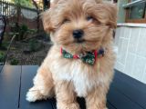 Maltipo cinsi yavrular kahve tonlu mini boy puppy 
