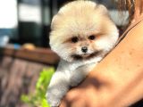 Pomeranian boo teddy bear safkan beyaz parti color