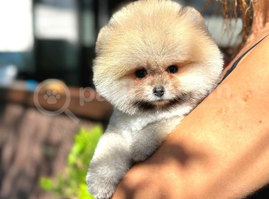 Pomeranian Boo Teddy Bear Safkan Beyaz Parti Color