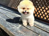 Pomeranian Boo Teddy Bear Beyaz Krem Ayı Surat Orjinal