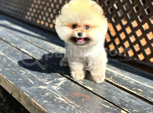 Pomeranian Boo Teddy Bear Beyaz Krem Ayı Surat Orjinal görsel