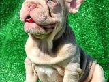Turkiyedeki En Yeni French Bulldoglar
