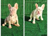 Turkiyedeki En Yeni French Bulldoglar