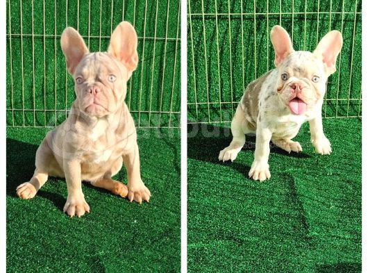 Turkiyedeki En Yeni French Bulldoglar görsel