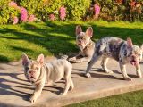 Turkiyedeki en yeni french bulldoglar