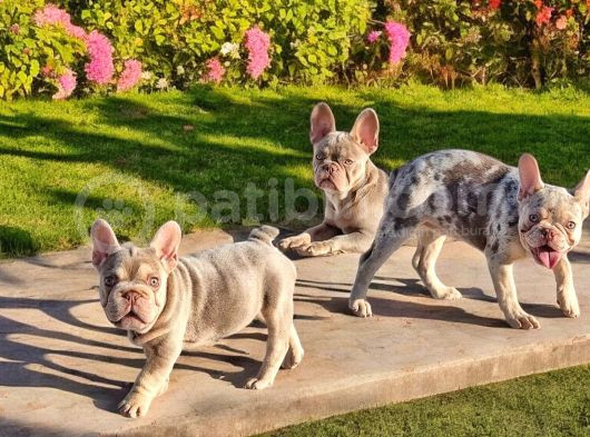 Turkiyedeki En Yeni French Bulldoglar