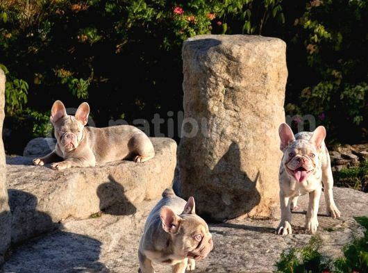 Turkiyedeki En Yeni French Bulldoglar görsel