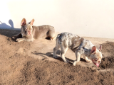 Turkiyedeki En Yeni French Bulldoglar