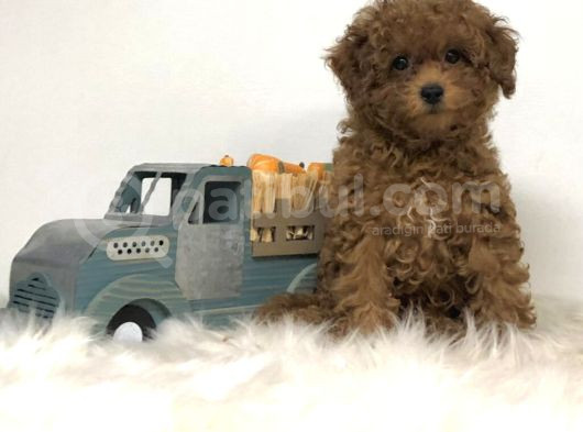 2 Ve 3 Kg Garantisi Altında Red Tooy Poodle Sevi̇mli̇ Kipkirmi görsel