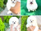 Pomeranian Boo teddy Bear Beyaz krem Ayı surat Orjinal