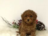 2 ve 3 kg garantisi altında RED TOOY POODLE SEVİMLİ KIPKIRMI