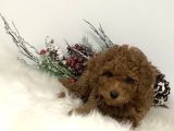 Mini boy puppy kıpkırmızı Red TOOY POODLE 