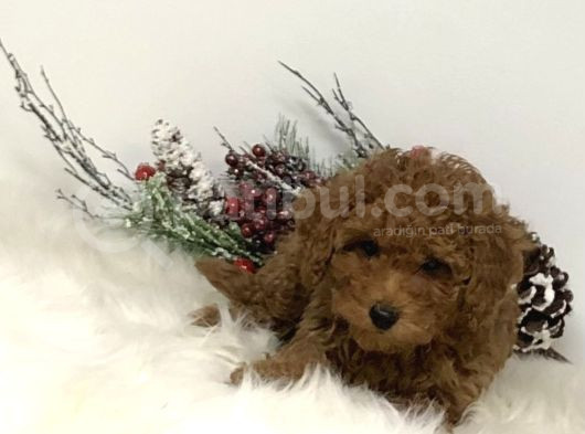 Mini Boy Puppy Kıpkırmızı Red Tooy Poodle 