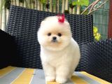 Ayı suratlı POMERRİAN BOO YAVRUMUZ 