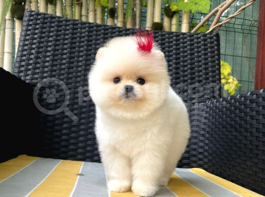 Ayı Suratlı Pomerri̇an Boo Yavrumuz 