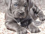 Cane corso Blue mavi Gözlü siyah orjinal safkan