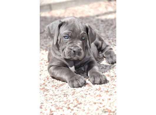 Cane Corso Blue Mavi Gözlü Siyah Orjinal Safkan