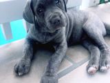 Cane Corso Blue Mavi Gözlü Siyah Orjinal Safkan
