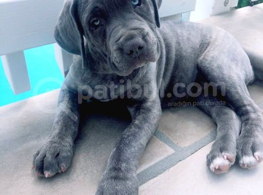Cane Corso Blue Mavi Gözlü Siyah Orjinal Safkan görsel