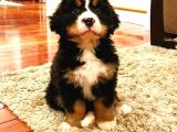 Bernesse Mountain Isvicre Dağ Köpegi Orjinal Safkan