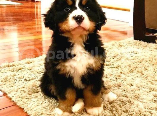 Bernesse Mountain Isvicre Dağ Köpegi Orjinal Safkan görsel