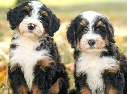 Bernesse Mountain Isvicre Dağ Köpegi Orjinal Safkan