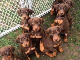 King Doberman Orjinal Safkan Iri Kemik Garantili