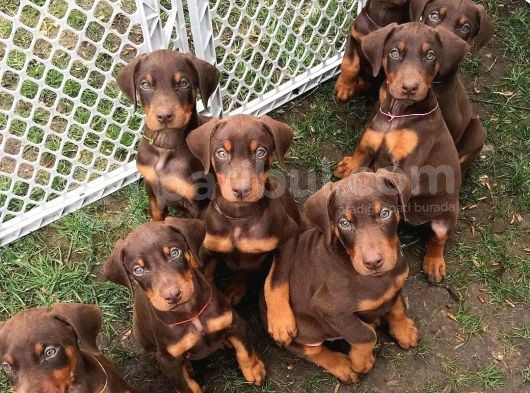 King Doberman Orjinal Safkan Iri Kemik Garantili görsel