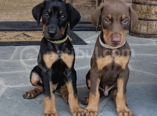 King Doberman Orjinal Safkan Iri Kemik Garantili görsel
