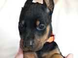King Doberman Orjinal safkan iri kemik garantili