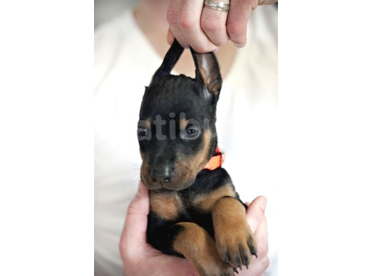 King Doberman Orjinal Safkan Iri Kemik Garantili