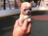 Chihuahua Şivava Teacup Elma Kafa Orjinal Safkan