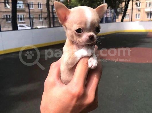 Chihuahua Şivava Teacup Elma Kafa Orjinal Safkan görsel
