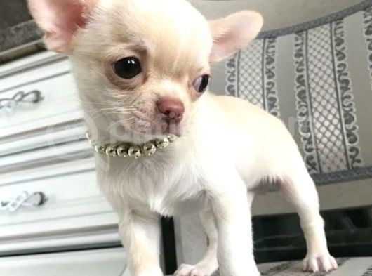 Chihuahua Şivava Teacup Elma Kafa Orjinal Safkan görsel