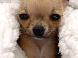 Chihuahua şivava teacup elma kafa orjinal safkan
