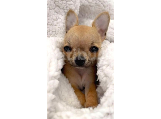 Chihuahua Şivava Teacup Elma Kafa Orjinal Safkan