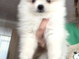 Boo face pomeranian