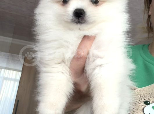 Boo Face Pomeranian