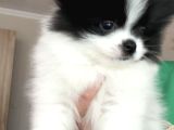 Boo face pomeranian