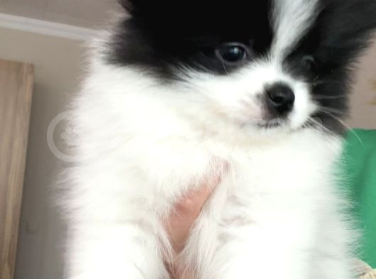 Boo Face Pomeranian