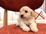 Minik Maltipoo