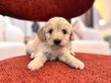 Minik maltipoo