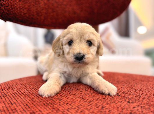 Minik Maltipoo