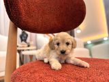 Minik Maltipoo