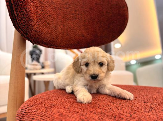 Minik Maltipoo görsel