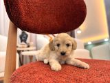 Minik Maltipoo