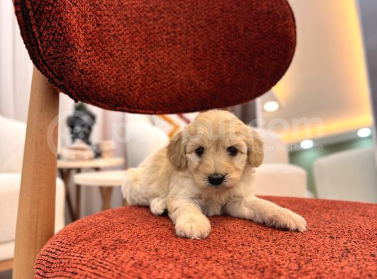 Minik Maltipoo görsel