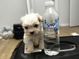 T-Cup Maltese Yavrular