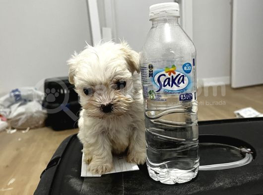 T-Cup Maltese Yavrular görsel